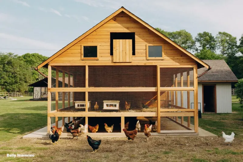 8x10 Walk-In Chicken Coop Plans for 15-20 Chickens