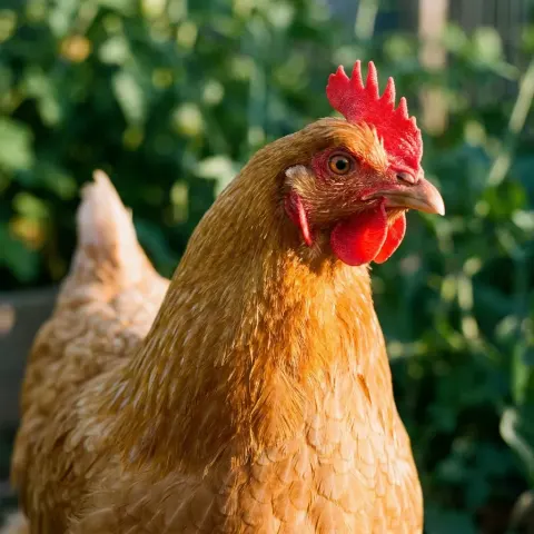 Hen portrait - backyard chicken keeping