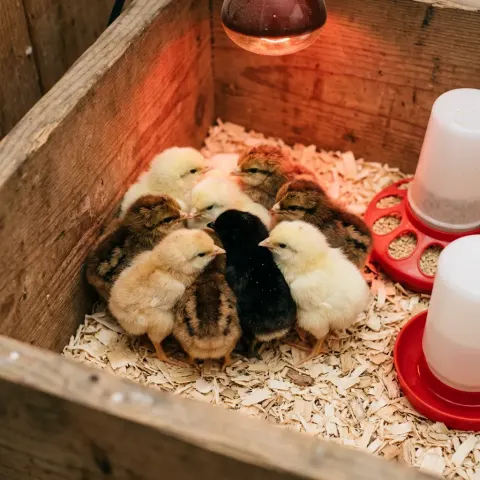 Baby chicks in a warm brooder setup